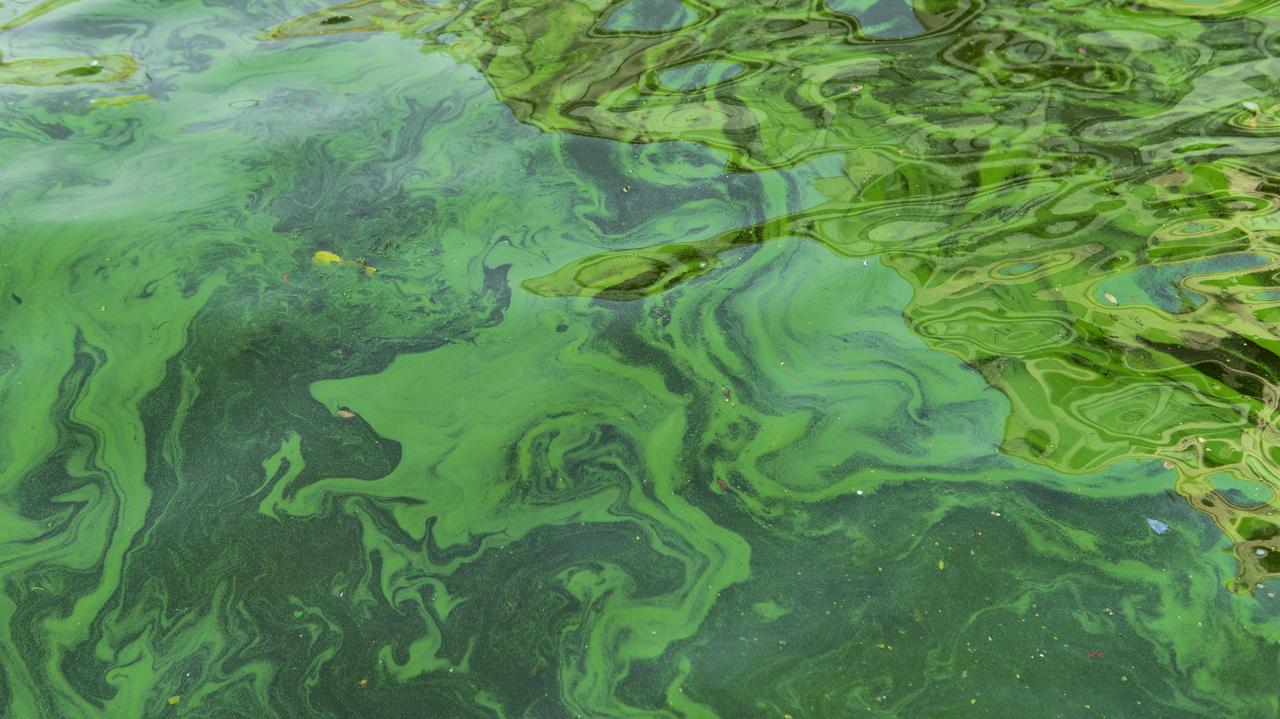 Cyanobacteria Neurotoxins Found in Air and Desert Dust – New Health Risk