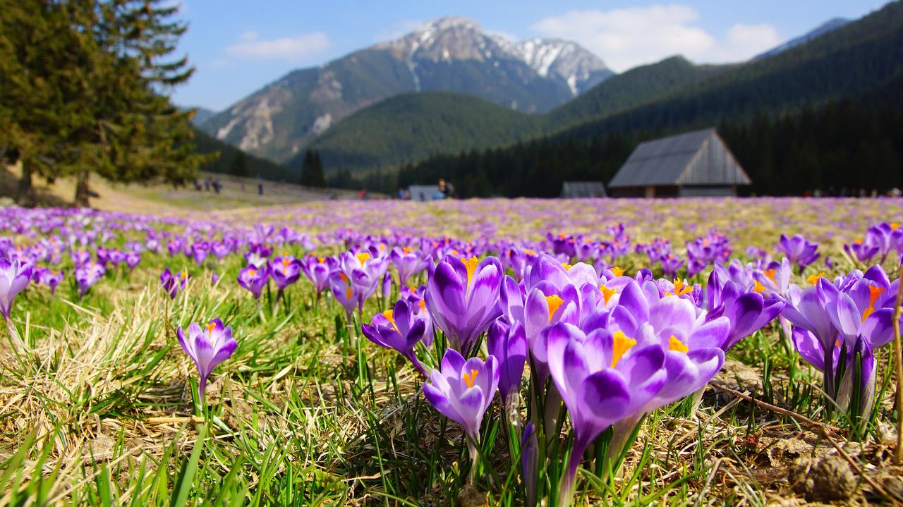 Tatry. Krokusy kwitną już na polanach. Jak podziwiać kwiaty? - TVN Meteo