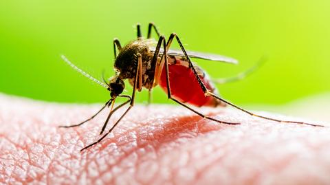 Malarią można zarazić się tylko drogą kropelkową