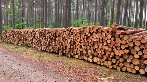 Gwałtowny wzrost eksportu polskiego drewna do Chin