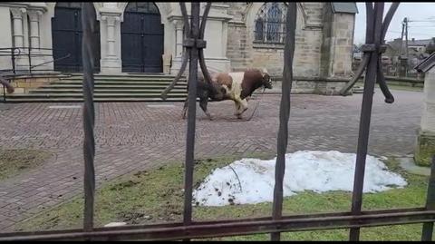 Kilkusetkilogramowy byk spacerował po mieście. Mieszkańcy zapędzili go za bramę kościoła