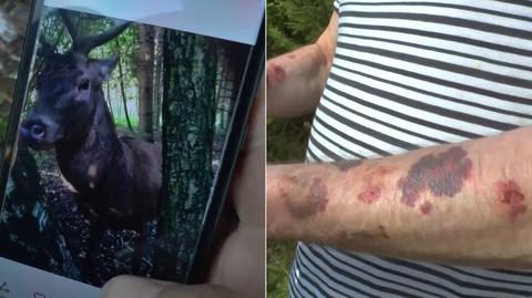 Jeleń zaatakował grzybiarzy w lesie