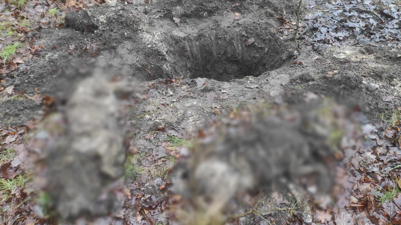 Dwa wilki zakopane w środku lasu, przykryte gałęziami i liśćmi