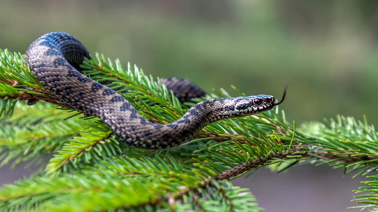 Poland's only venomous snake: facts and myths about the adder
