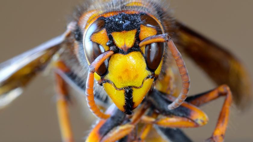 Uwaga na pszczoły, osy i szerszenie. Ich użądlenie może mieć poważne konsekwencje