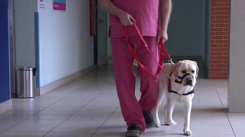 "Pies na stres". Labrador pomaga lekarzom walczącym z COVID-19