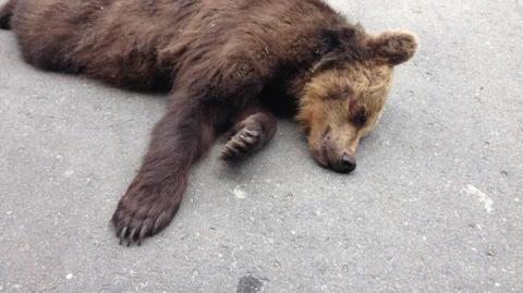 Niedźwiadek zginął na Zakopiance 