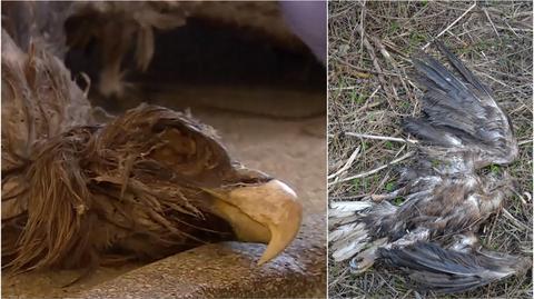 Masowa śmierć orłów w Polsce. Padają przez trutki na lisy