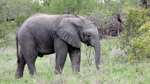 Nieudane polowanie na słonia - sprawa trafiła do sądu
