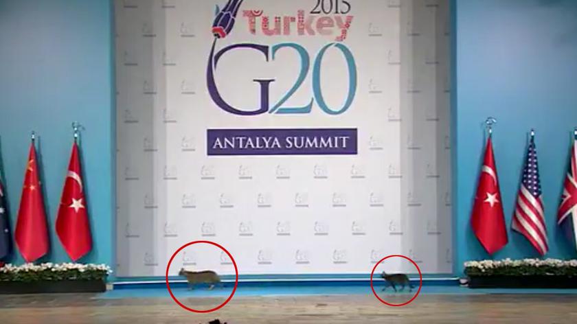 Koty na szczycie G20