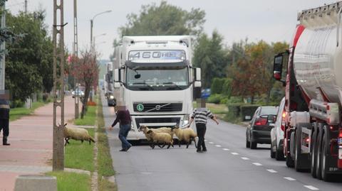 Zbłąkane owce w Gostyniu. Biegały sobie po jezdni