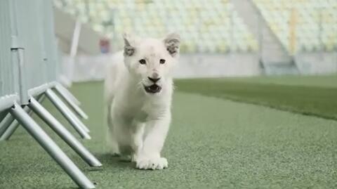 Biały lew na gdańskim stadionie