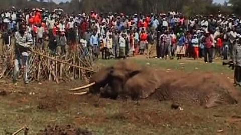 "Błotny" Słoń w Kenii