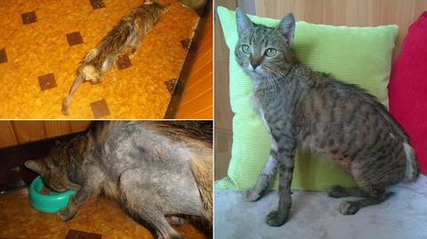 Kot przed i po kuracji w domu tymczasowym