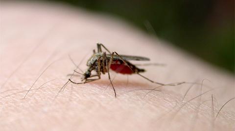 Komary groźniejsze niż zwykle. Narodowy Instytut Zdrowia ostrzega