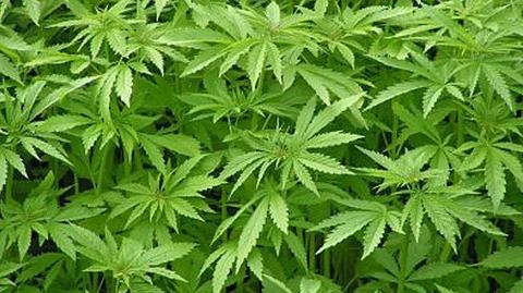 Policja zlikwidowała plantację marihuany
