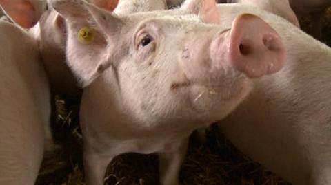 Chińscy naukowcy sklonowali świnie