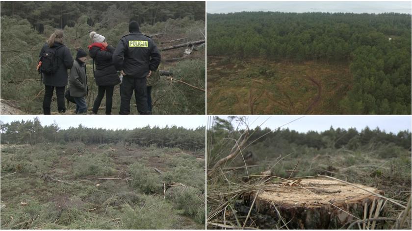 Wycięto cztery hektary chronionego lasu 