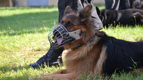 Psy policyjne w trakcie szkolenia