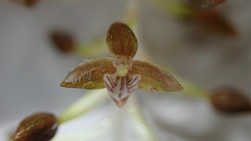 Polscy naukowcy odkryli nowy gatunek orchidei