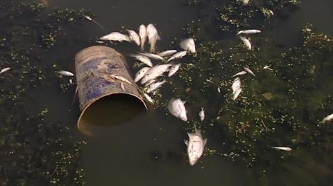 Śnięte ryby na Odrze