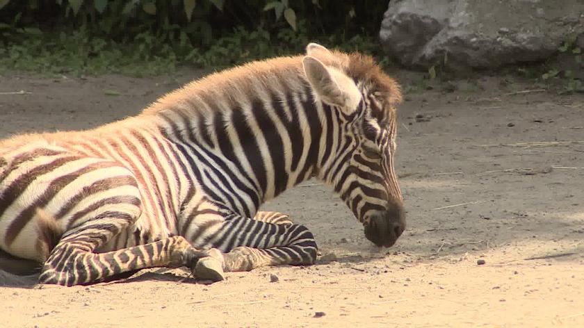 Zebra bezgrzywa z wrocławskiego zoo