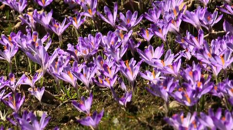 Spring is coming to Poland as crocuses are blooming in Tatra Mountains