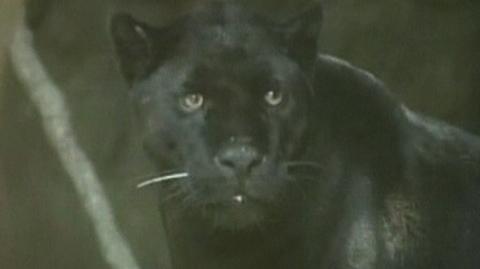 Czarny jaguar trafił do zoo w Meksyku