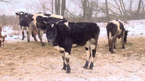 Metr gnoju, w nim martwe krowy. Rolnicy na Mazurach znęcają się nad zwierzętami