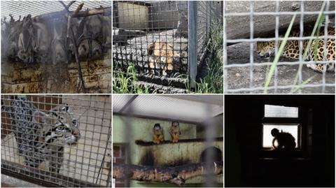 300 zwierząt w nielegalnej hodowli pod Śremem. Małpki walczą o życie
