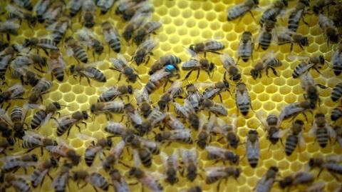 Wyrok dla pszczół