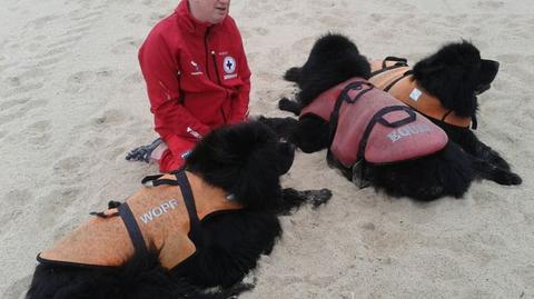 Psi patrol na plaży 