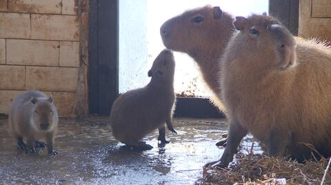 Kapibary urodziły się w gdańskim zoo