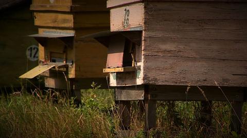 Sąd nakazał prawomocnym wyrokiem likwidację pszczół
