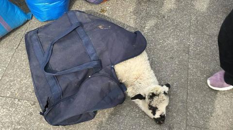 Okazało się, że owca miała być zawieziona aż do Rumunii