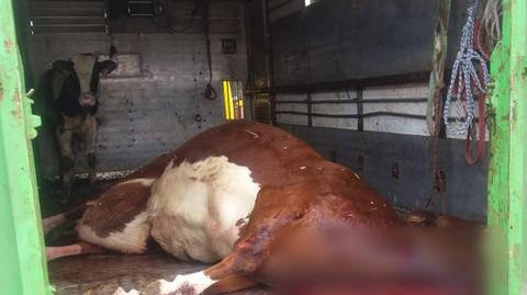 Ciężarówka przewoziła martwą krowę i żywego cielaka