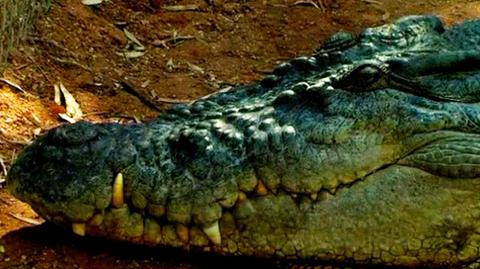 Krokodyl, który nie połasił się na pijanego Australijczyka
