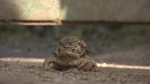 W Gdańsku żaby przenosi się przez ulice
