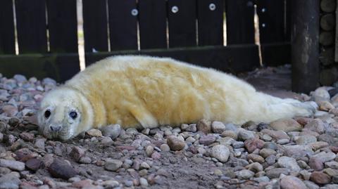 Zobacz narodziny foki 
