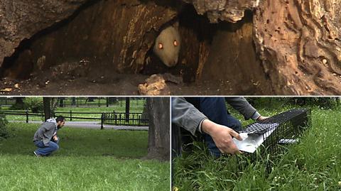 Szczury zamieszkały na krakowskich plantach