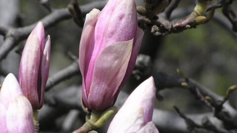 14.04 | Kwitnące magnolie Reporterów24