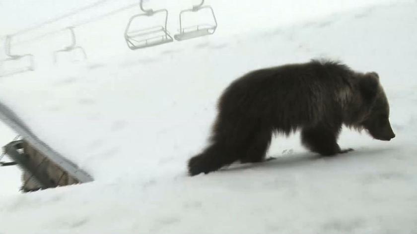 Nie żyje niedźwiadek z Kasprowego