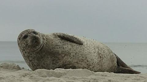 Foka na plaży w Kołobrzegu