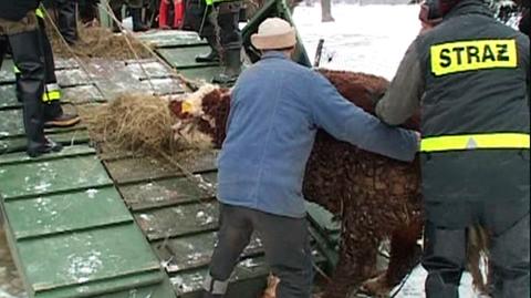 Wieś Mościce zalana. Trwa ewakuacja zwierząt