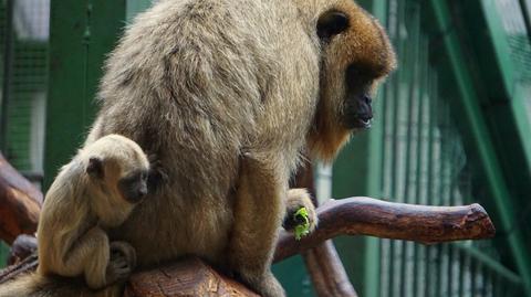 Mały wyjec nowym lokatorem wrocławskiego zoo