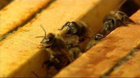 29.04 | Pszczoły wołają o pomoc