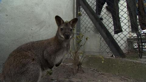 Pogoń za kangurem w Lędzinach