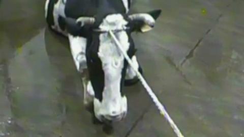Meat from illegal abbatoirs in Poland has been exported to 13 EU countries