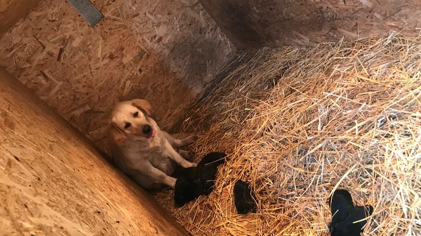 Labradory z pseudohodowli zostały odebrane właścicielowi