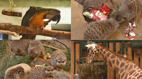 Zwierzęta w gdańskim zoo dostały prezenty